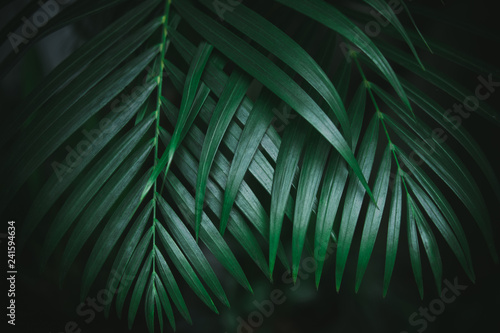 Deep dark green palm leaves pattern. Creative layout, toned image filter effect. © Iuliia