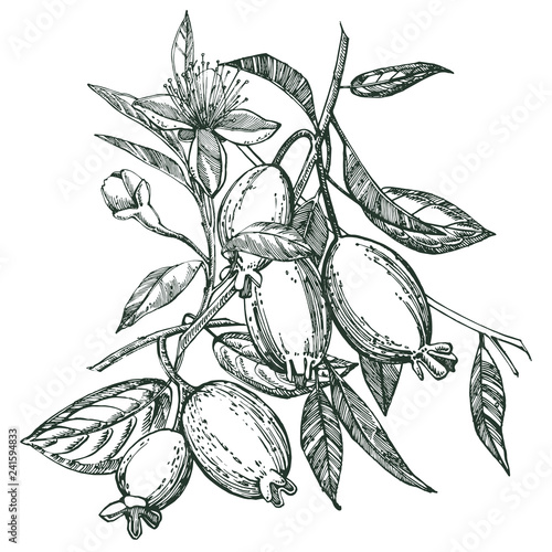 Collection of feijoa fruit, flower, leaves and feijoa slice. Graphic hand drawn illustration. photo