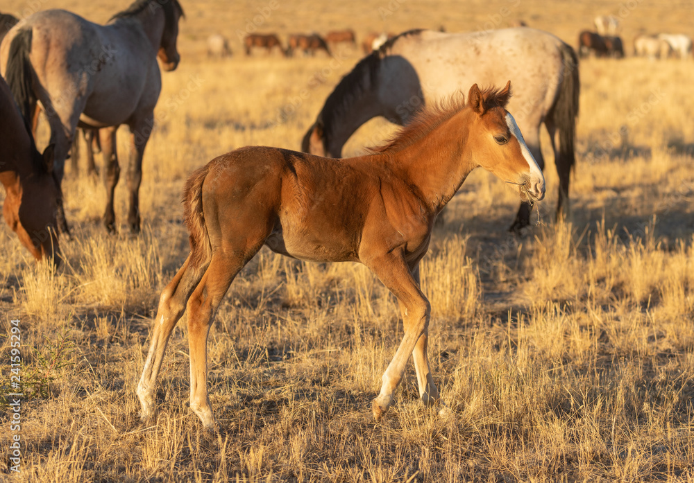 Cute Wild Horse Foal