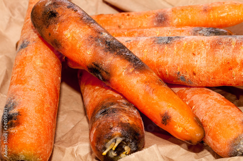 Rotten carrots. Spoiled moldy vegetable waste. Wasted food in close-up.