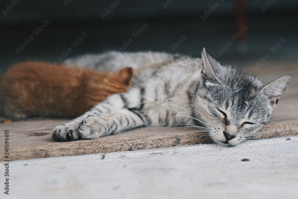 Obraz premium cat lying on the ground and breastfeeding her little red kitten