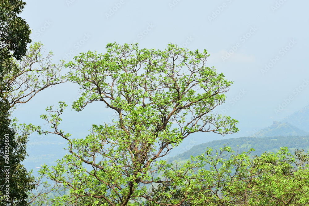 Fototapeta premium tree on blue sky
