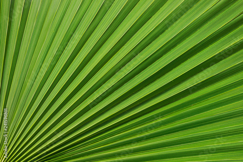 Tropical pattern on the palm leaf. Background of lines. Fresh and saturated tropical background.