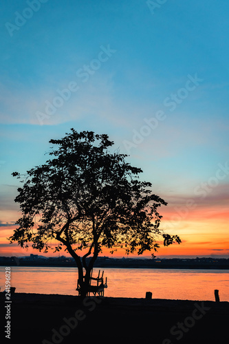 silhouette of tree at sunset