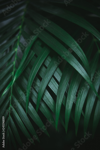 Deep dark green palm leaves pattern. Creative layout, toned image filter effect.
