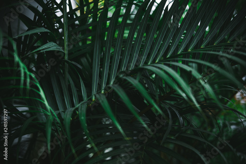 Deep dark green palm leaves pattern. Creative layout, toned image filter effect.