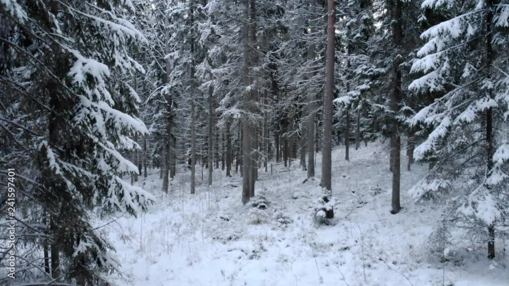 Flying among snow-covered trees in forest at winter day. Low flight in snowy spruce forest in winter. Flying among snow-covered trees in forest at winter day. Low flight in snowy spruce forest in winter.