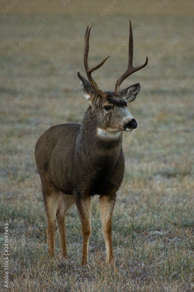 Fototapeta premium Mule Deer of Western Colorado