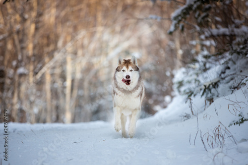 Fototapeta Naklejka Na Ścianę i Meble -  Portrait of cute and happy dog breed siberian husky running on the snow in the winter forest