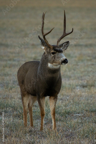 Mule Deer of Western Colorado