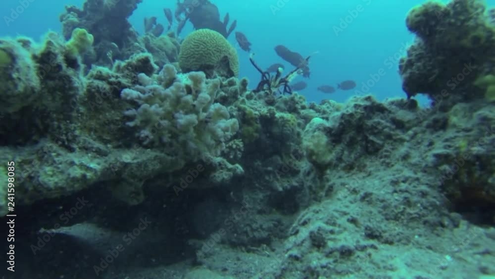 Fish underwater Steady shot of Red sea Reef underwater Fish underwater Steady shot of Red sea Reef underwater