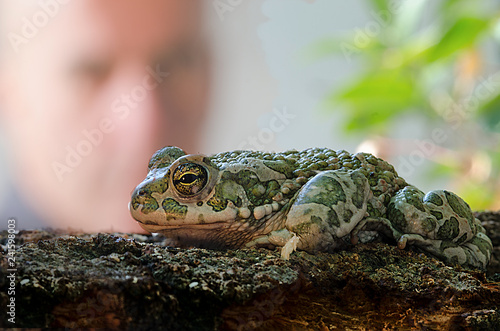 Toad, Bufotes viridis, macro photography in its natural environment.