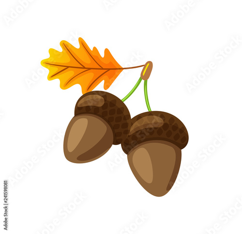 Leaf with Hanging Acorns Isolated Icon Vector