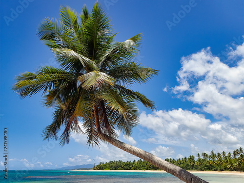 Fototapeta Naklejka Na Ścianę i Meble -  Dominikanische Republik -  Palme in der Bucht von Samana