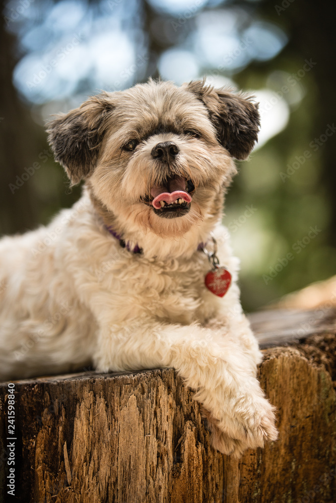 Happy little shih tzu dog lying on log in the forest Happy little shih tzu dog lying on log in the forest