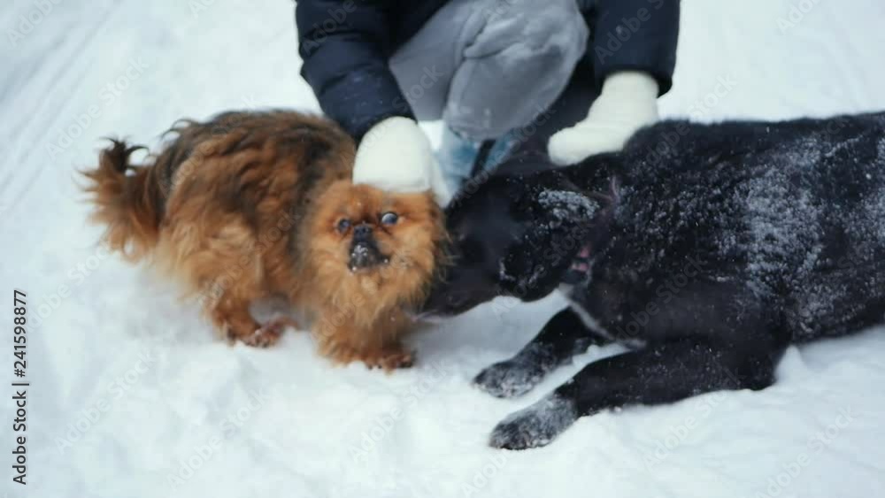 Beautiful woman plays a fun game with her dogs in a snowy forest. Happy and grateful pets. Beautiful woman plays a fun game with her dogs in a snowy forest. Happy and grateful pets.