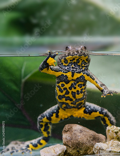 amphibian Yellow-bellied ulcer in its natural environment partially submerged in water