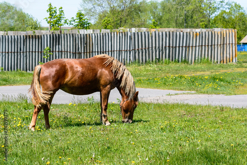 A brown horse grazing in a meadow