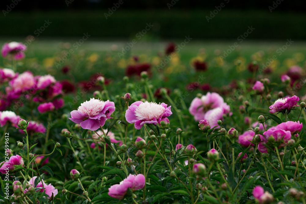 Obraz premium Pion field. beautiful peony flower in the garden