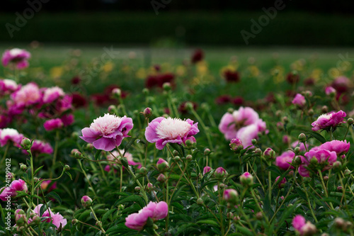 Pion field. beautiful peony flower in the garden