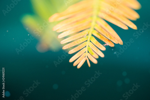 Summer tropical composition. Orange tropical leaves and green leave on dark green background