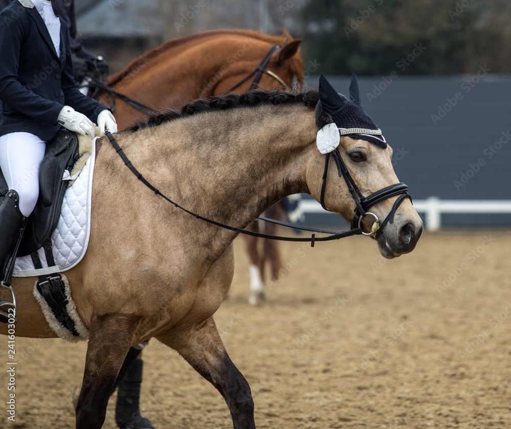 Fototapeta premium horse in a sport tournament