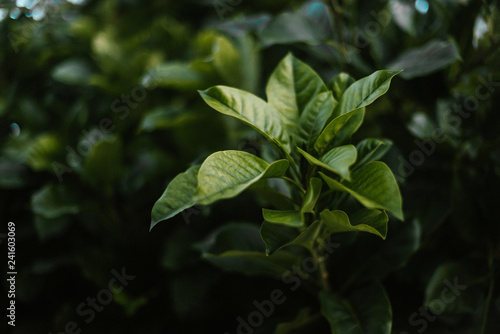 Wallpaper Mural Leaves of green plant in garden Torontodigital.ca