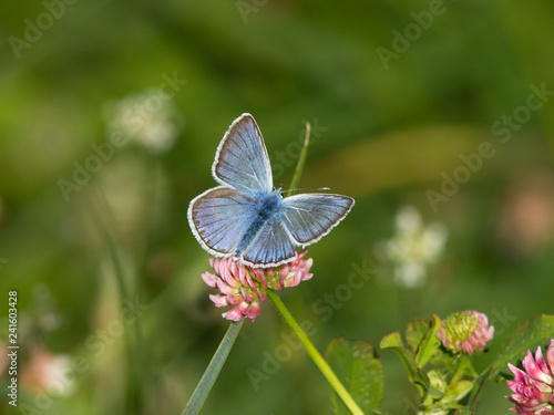Common blue butterfly (Polyommatus icarus) on the flower