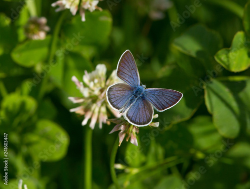 Common blue butterfly (Polyommatus icarus) on the flower