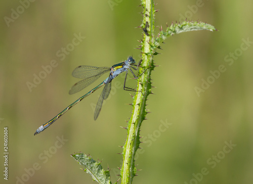 Pygmy damselfly (Nehalennia speciosa) dragonfly on the plant