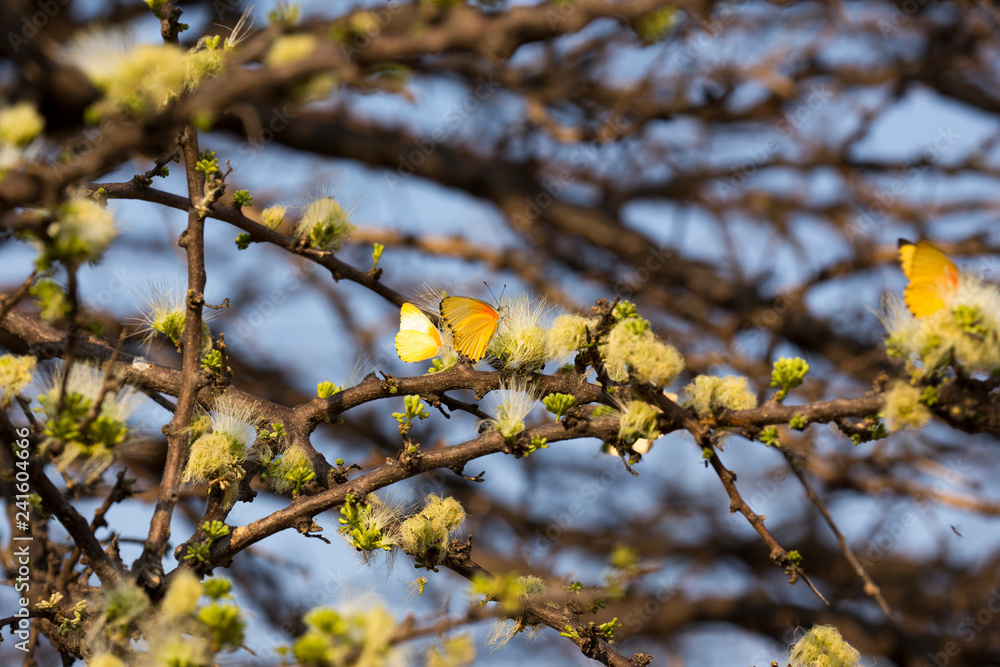 Many Yellow butterflies on a tree Many Yellow butterflies on a tree