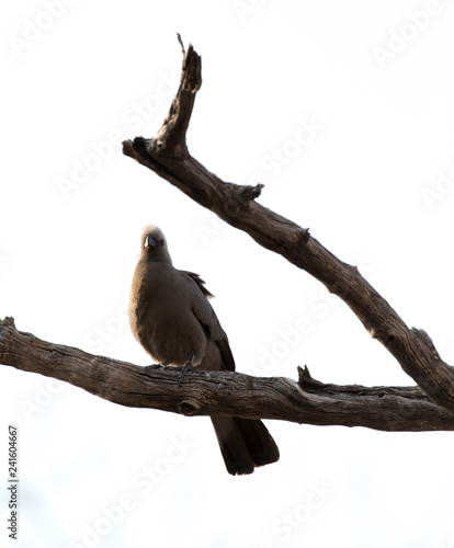 go away bird on a bush © mauriziobiso