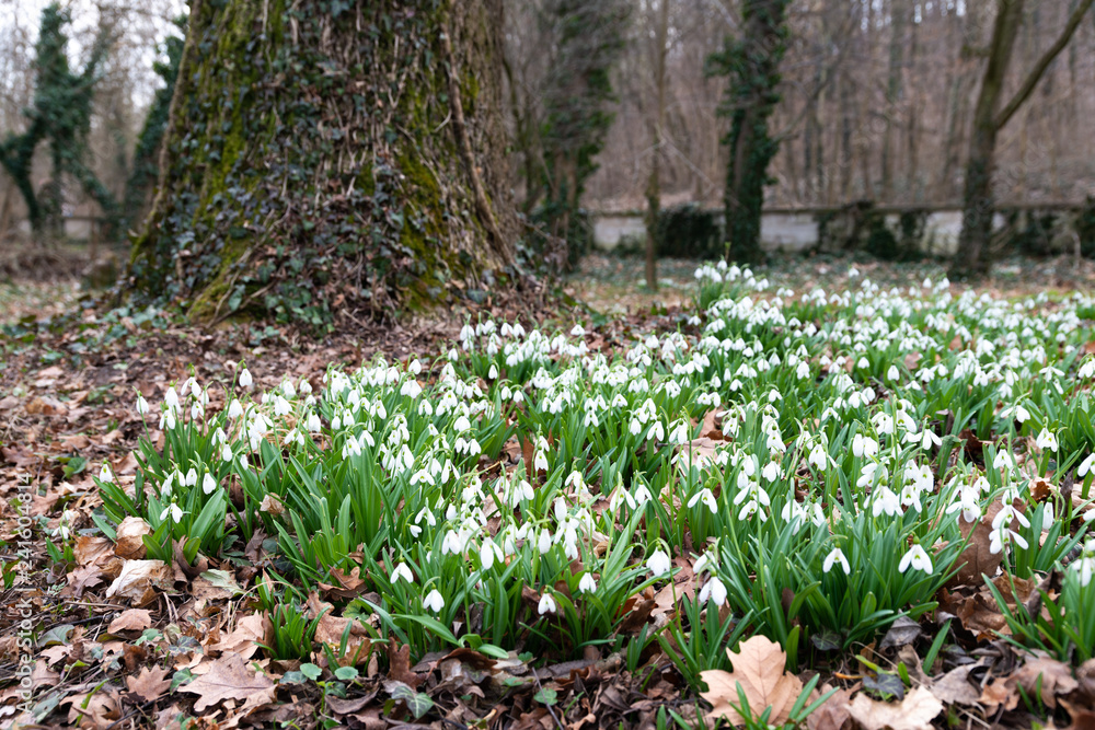 Obraz premium Beautiful snowdrops background