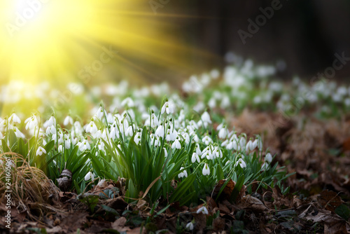 Beautiful snowdrops background