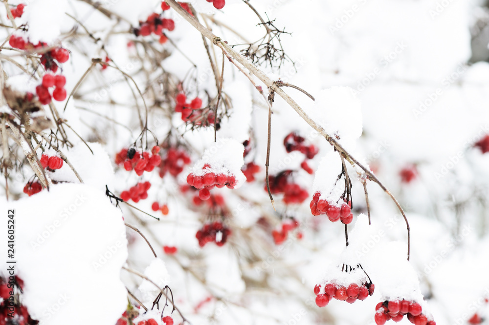 Red bunches of ripe viburnum covered with snow on a winter day