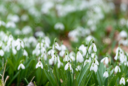 Beautiful snowdrops background