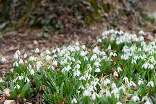 Beautiful snowdrops background