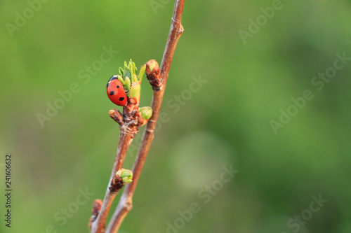 One ladybug on branch
