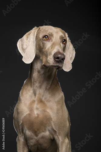 Portrait of female Weimaraner dog on a black background