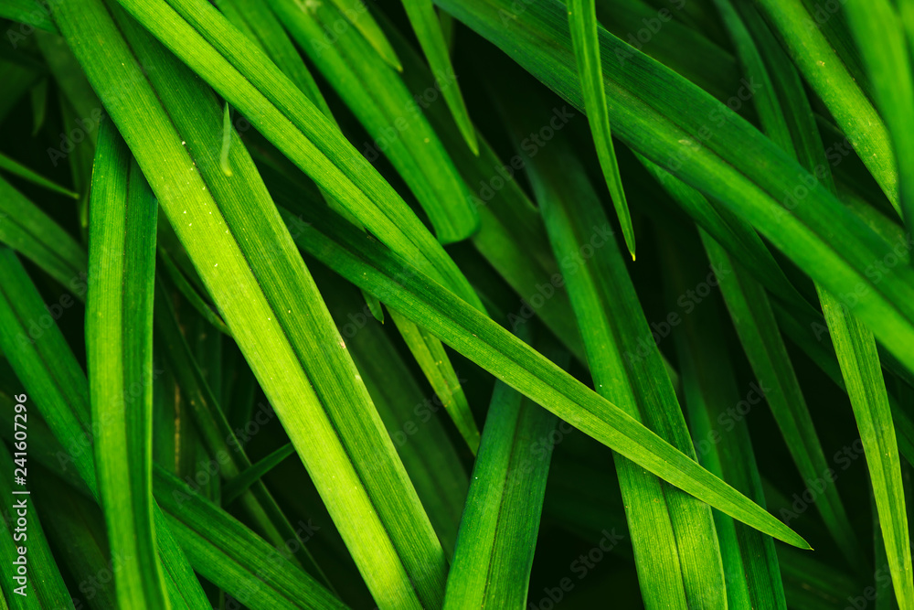 Natural vivid shiny green grass close-up with copy space. Pure, pleasant, rich greenery with small defects in macro. Background from green textured imperfect plants. Unideal diagonal pleasant grass. Natural vivid shiny green grass close-up with copy space. Pure, pleasant, rich greenery with small defects in macro. Background from green textured imperfect plants. Unideal diagonal pleasant grass.