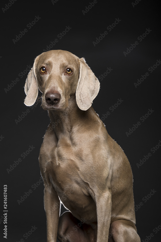 Female weimaraner hotsell