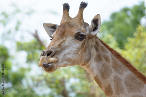 Giraffe stuck out his tongue have fun together making funny face at Khao Din Zoo in Thailand.