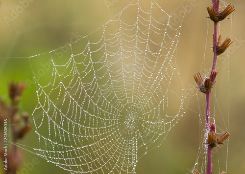 Spider web with drops of dew