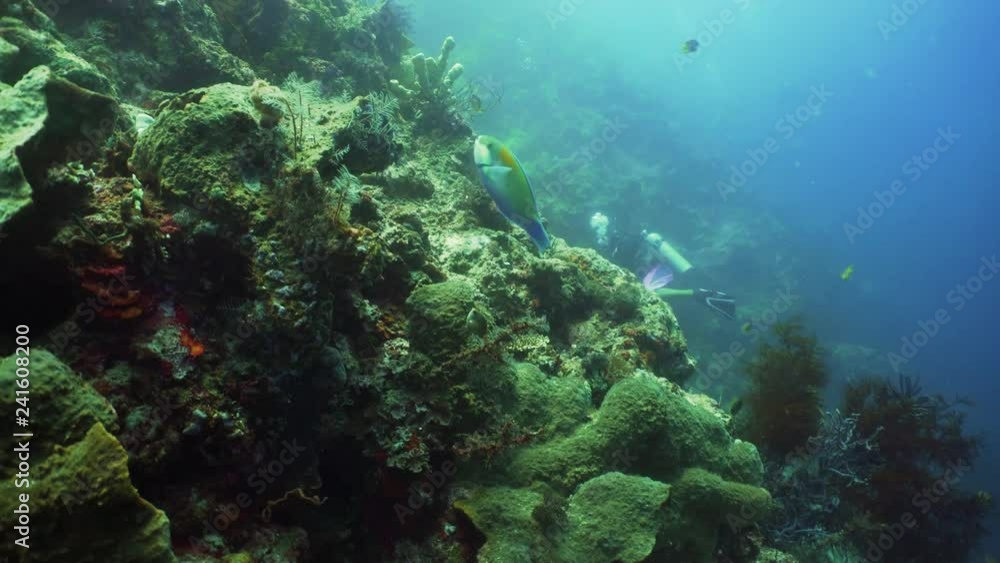 coral reef and tropical fish. underwater world diving and snorkeling on coral reef. Hard and soft corals underwater landscape coral reef and tropical fish. underwater world diving and snorkeling on coral reef. Hard and soft corals underwater landscape