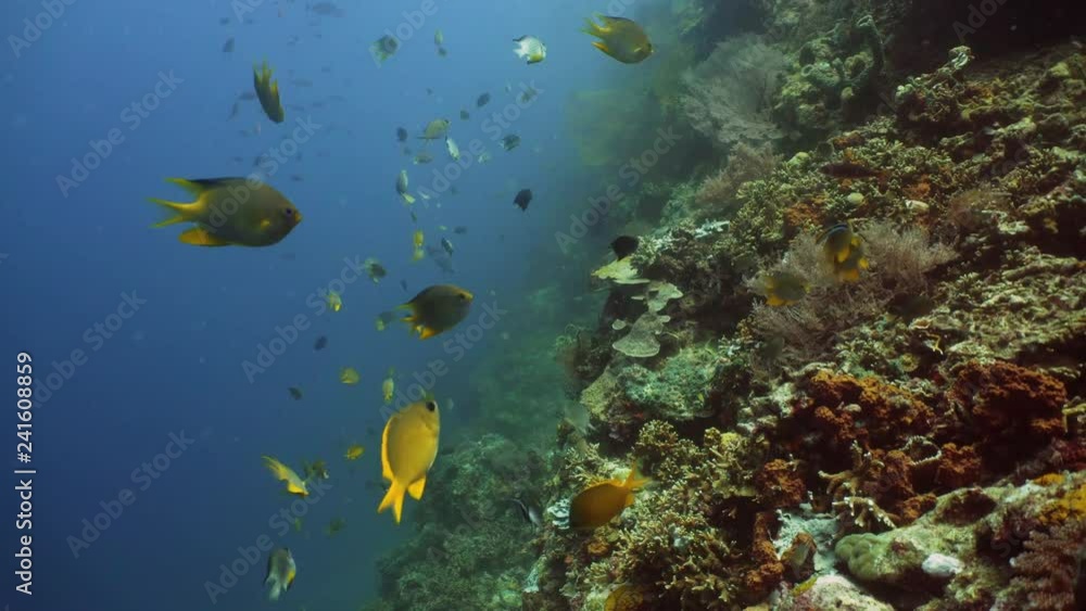 tropical fish and coral reef underwater world diving and snorkeling on coral reef. Hard and soft corals underwater landscape tropical fish and coral reef underwater world diving and snorkeling on coral reef. Hard and soft corals underwater landscape