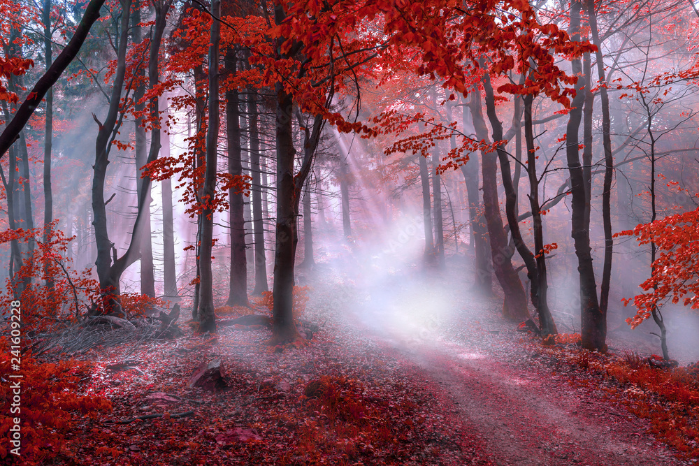 Obraz premium Mistyczny czerwony las