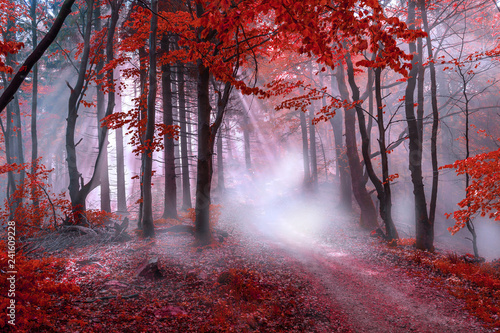 mistyczny-czerwony-las