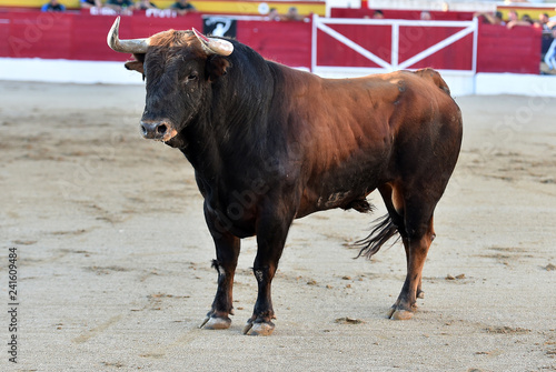 toro en españa