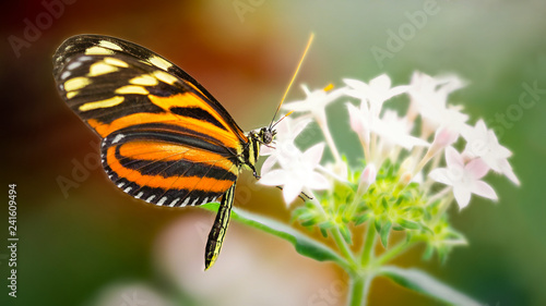 Gossamer winged butterfly on a flower