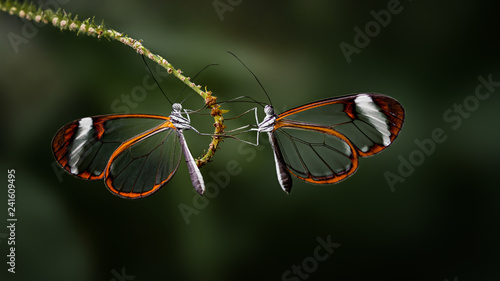 Two Brush footed butterflies